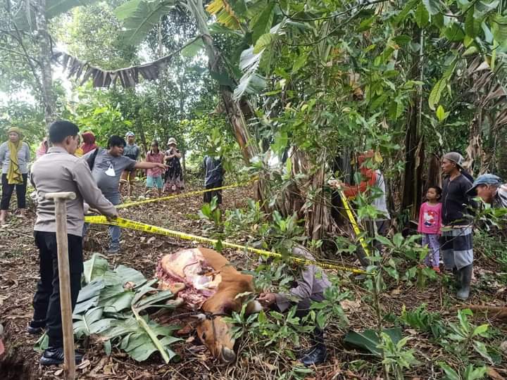 Polsek Modayag saat memasang police line dilokasi ditemukan sapi curian yang telah disembeli