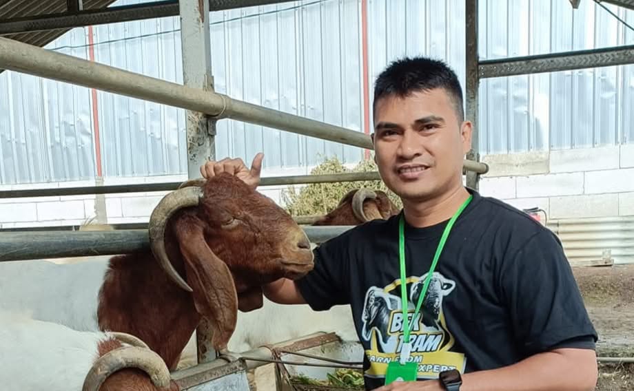 Ir Alamsyah Palenga (Ketua PP GP Ansor) sedang memberi makan kambing unggul di sebuah peternakan.