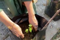 Bapenda Buol Gelar Gerakan Tanam Cabai Dukung Ketahanan Pangan Pegawai