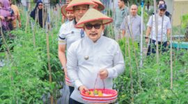 Foto Bupati Ir H.Amirudin.MM.AIFO Bersama Kadis TPHP Subhan Lanusi Lakukan panen Tomat dan Bawang.
