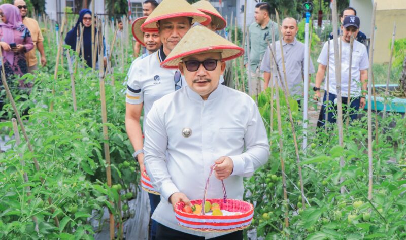 Foto Bupati Ir H.Amirudin.MM.AIFO Bersama Kadis TPHP Subhan Lanusi Lakukan panen Tomat dan Bawang.
