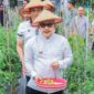 Foto Bupati Ir H.Amirudin.MM.AIFO Bersama Kadis TPHP Subhan Lanusi Lakukan panen Tomat dan Bawang.