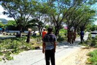 DLH Buol Tebang Pohon di Sepanjang Kanal Kali, Siapkan Penataan Ruang Hijau dan Eko Wisata