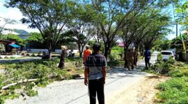 DLH Buol Tebang Pohon di Sepanjang Kanal Kali, Siapkan Penataan Ruang Hijau dan Eko Wisata