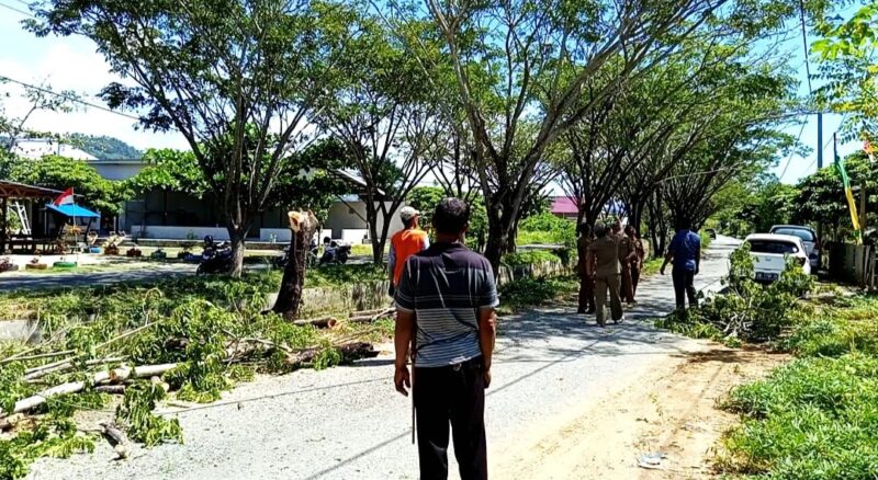 DLH Buol Tebang Pohon di Sepanjang Kanal Kali, Siapkan Penataan Ruang Hijau dan Eko Wisata