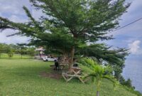 Pesona Tersembunyi Kebun Jati Uwetoli