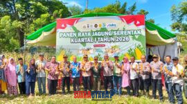 Pemkab Buol Ikuti Panen Raya Jagung Serentak Kuartal I Tahun 2026(Foto :Diskominfo)