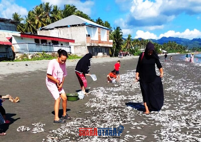 Ikan terdampar di pesisir pantai Kelurahan Leok, Buol Minggu (18/1/2026) Foto :Arbain Mentemas)