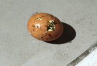 Menu Telur Diduga Busuk Makanan Program MBG di SDN 2 Bokat Dikeluhkan (Foto Martinus SU)