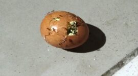 Menu Telur Diduga Busuk Makanan Program MBG di SDN 2 Bokat Dikeluhkan (Foto Martinus SU)