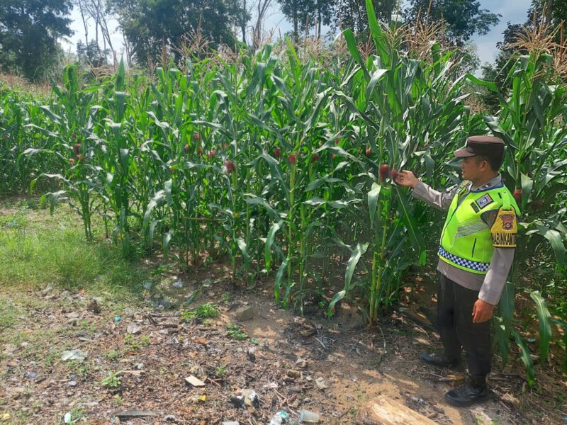 Dukung Ketahanan Pangan Bhabinkamtibmas Polsek Belitang III Laksanakan Pendampingan
