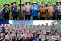 foto istimewa : Kapolres Banggai AKBP Wayan Langsung ikut Panen raya jagung dan berikan apresiasi pada petani di toili atas ketekunan dana menanam jagung