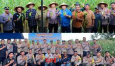 foto istimewa : Kapolres Banggai AKBP Wayan Langsung ikut Panen raya jagung dan berikan apresiasi pada petani di toili atas ketekunan dana menanam jagung