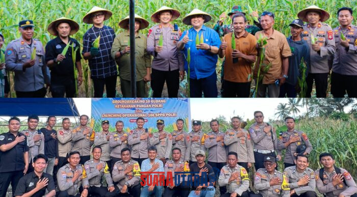 foto istimewa : Kapolres Banggai AKBP Wayan Langsung ikut Panen raya jagung dan berikan apresiasi pada petani di toili atas ketekunan dana menanam jagung