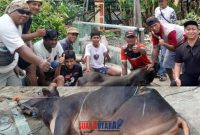 foto istimewa : Lurah Karaton Ronal Reppy saksikan Salah satu hewan Kurban yang di sembelih di halaman masjid kelurahan karaton
