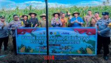 foto istimewa Dokumen : Humas Polres banggai Saat Panen raya Dukungan Swasembada Pangan Nasional 2026