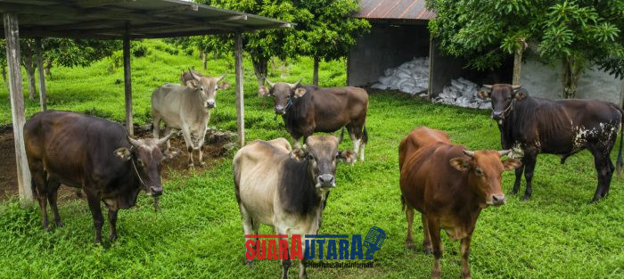 foto istimewa : Ke Enam Ekor sapi yang akan di Kurbankan  Dan 3 Ekor di salurkan ke 3 Masjid dan 3 Ekor di sembeli di Kantor TPHP banggai