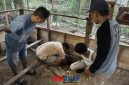 foto istimewa : Tampak Tersangka Pakai kaos oblong putih gali lubang tempat simpan Sabu sabudi kandang Ayam