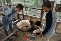 foto istimewa : Tampak Tersangka Pakai kaos oblong putih gali lubang tempat simpan Sabu sabudi kandang Ayam