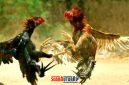foto istimewa : Tampak ilustrasi gambar sabung ayam