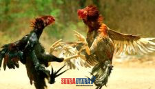 foto istimewa : Tampak ilustrasi gambar sabung ayam