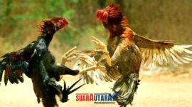 foto istimewa : Tampak ilustrasi gambar sabung ayam