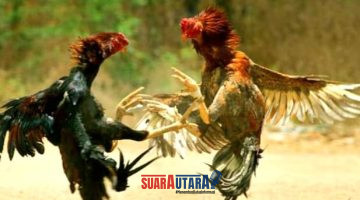 foto istimewa : Tampak ilustrasi gambar sabung ayam
