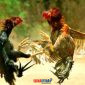foto istimewa : Tampak ilustrasi gambar sabung ayam