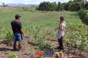 foto istimewa : Anggota Bhabinkamtibmas Polsek Luwuk Timur berada di kebun jagung