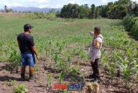 foto istimewa : Anggota Bhabinkamtibmas Polsek Luwuk Timur berada di kebun jagung