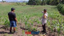 foto istimewa : Anggota Bhabinkamtibmas Polsek Luwuk Timur berada di kebun jagung