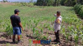 foto istimewa : Anggota Bhabinkamtibmas Polsek Luwuk Timur berada di kebun jagung