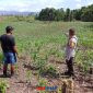 foto istimewa : Anggota Bhabinkamtibmas Polsek Luwuk Timur berada di kebun jagung